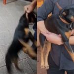 Servidor público é demitido após usar cão para agredir tutor durante briga em bar