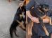Servidor público é demitido após usar cão para agredir tutor durante briga em bar