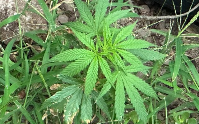 Pé de maconha é encontrado em canteiro de calçada no Centro de Maringá