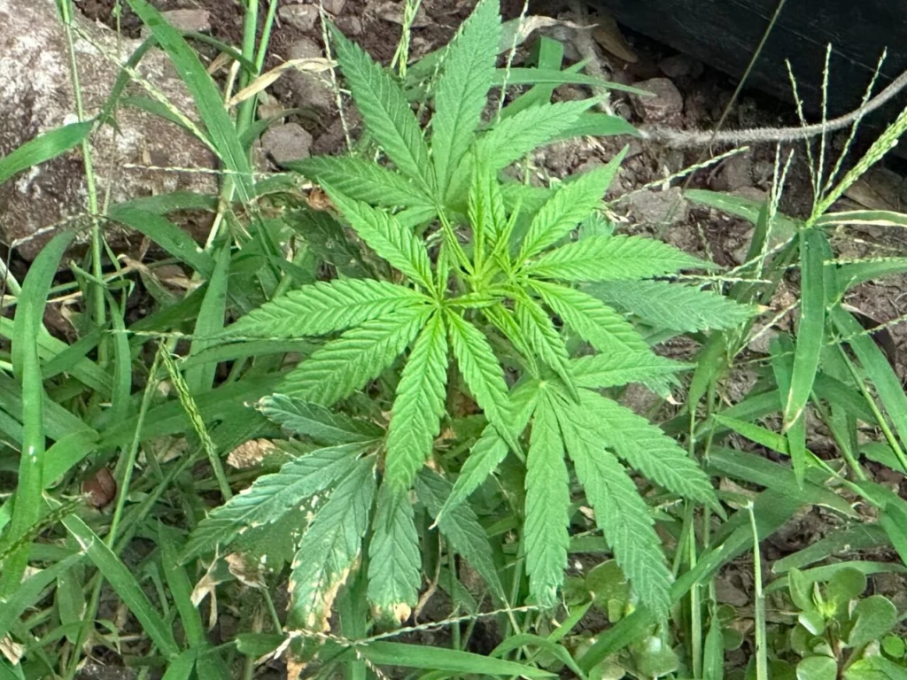 Pé de maconha é encontrado em canteiro de calçada no Centro de Maringá