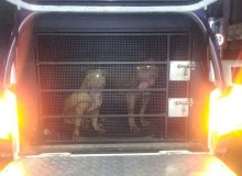 Pit Bulls soltos atacam cães e ameaçam pedestres; guarda municipal é mordido durante resgate em Maringá