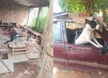 Cão é encontrado trancado em carro há três meses durante resgate de 39 animais no Paraná