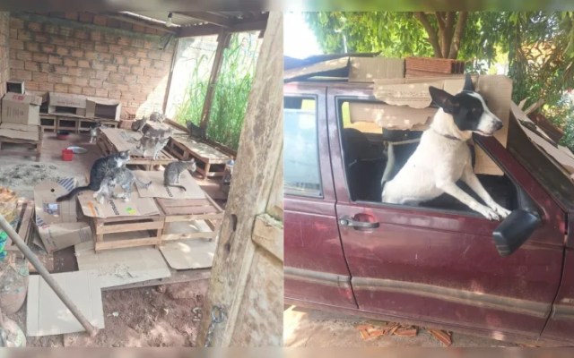Cão é encontrado trancado em carro há três meses durante resgate de 39 animais no Paraná